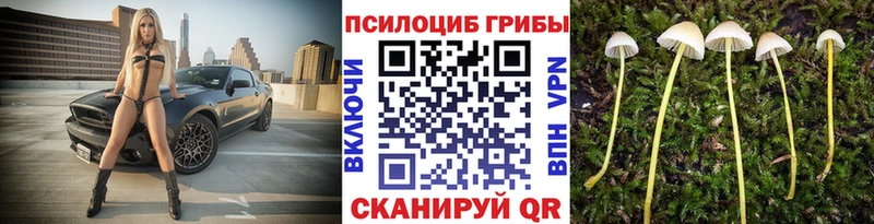 Псилоцибиновые грибы Cubensis  OMG tor  Ишим  купить наркотики цена 